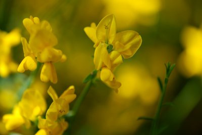 Genista lydia - kručinka lydijská - květ